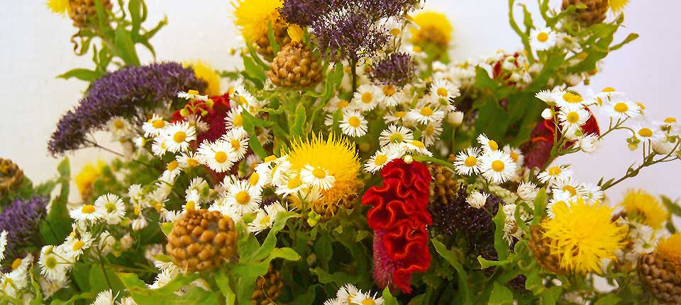 Frische Blumen Wien — Blumenboutique Slanec